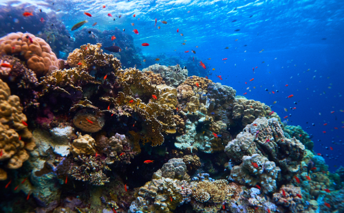 Red Sea corals wide angle